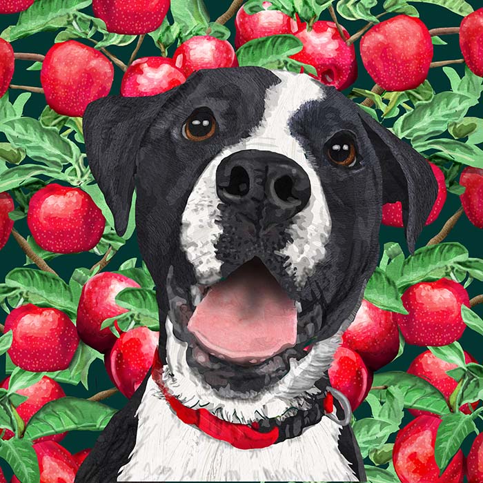 apple dog
